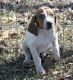 American Staghound Puppies for sale in Atlanta, GA, USA. price: NA