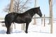 American Warmblood Horses for sale in Abilene, TX, USA. price: NA