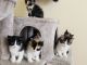 American Wirehair Cats