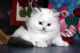 American Wirehair Cats for sale in Indianapolis, IN, USA. price: NA
