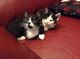 American Wirehair Cats for sale in Georgetown, GA, USA. price: NA