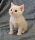 American Wirehair Cats for sale in San Bernardino, CA, USA. price: NA