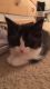 American Wirehair Cats for sale in Tampa, FL, USA. price: $150