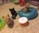 American Wirehair Cats for sale in San Francisco, CA 94154, USA. price: $500