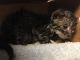 American Wirehair Cats for sale in Baltimore, MD, USA. price: NA