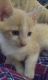 American Wirehair Cats for sale in Groton, CT, USA. price: NA