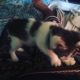 American Wirehair Cats for sale in 43523 CA-299, Fall River Mills, CA 96028, USA. price: $75