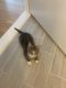 American Wirehair Cats for sale in Long Island City, Queens, NY, USA. price: $50