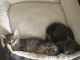 American Wirehair Cats for sale in Norcross, GA 30093, USA. price: $150