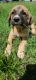 Anatolian Mastiff Puppies for sale in Leighton, AL 35646, USA. price: NA