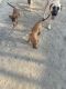 Anatolian Shepherd Puppies for sale in Thousand Palms, CA 92276, USA. price: $250