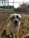 Anatolian Shepherd Puppies for sale in Barnesville, GA 30204, USA. price: $400