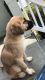 Anatolian Shepherd Puppies for sale in Baltimore, MD, USA. price: NA