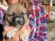 Anatolian Shepherd Puppies for sale in Hutchinson, KS 67504, USA. price: $450