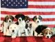 Anatolian Shepherd Puppies for sale in Spokane, WA, USA. price: NA