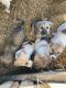 Anatolian Shepherd Puppies for sale in Perry, OK 73077, USA. price: $250