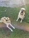 Anatolian Shepherd Puppies for sale in New Orleans, LA, USA. price: $400