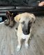 Anatolian Shepherd Puppies for sale in West Valley City, UT, USA. price: $3,200