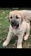 Anatolian Shepherd Puppies for sale in Inwood, WV, USA. price: $2,600