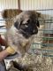 Anatolian Shepherd Puppies for sale in Meeker, OK 74855, USA. price: NA