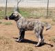 Anatolian Shepherd Puppies for sale in Three Rivers, CA 93271, USA. price: $1,800