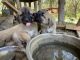 Anatolian Shepherd Puppies for sale in Milton, TN 37118, USA. price: NA