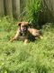 Anatolian Shepherd Puppies for sale in Conway, AR, USA. price: $500