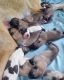 Anatolian Shepherd Puppies for sale in Quincy, FL, USA. price: NA