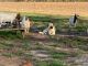 Anatolian Shepherd Puppies for sale in Walnut Hill, FL 32568, USA. price: NA