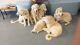 Anatolian Shepherd Puppies for sale in Belen, NM 87002, USA. price: $350