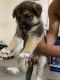 Anatolian Shepherd Puppies for sale in Oceanside, CA, USA. price: $200