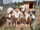 Anatolian Shepherd Puppies for sale in Sprague River, OR 97639, USA. price: $200