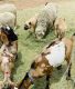 Anatolian Shepherd Puppies for sale in Snowflake, AZ 85937, USA. price: NA