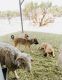 Anatolian Shepherd Puppies