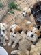Anatolian Shepherd Puppies for sale in Denver, CO 80249, USA. price: $800
