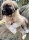Anatolian Shepherd Puppies for sale in Placerville, CA 95667, USA. price: $600