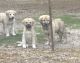 Anatolian Shepherd Puppies for sale in Zebulon, NC 27597, USA. price: $400