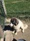 Anatolian Shepherd Puppies for sale in Bonners Ferry, ID 83805, USA. price: NA