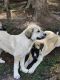 Anatolian Shepherd Puppies for sale in Dotsonville Rd, Clarksville, TN, USA. price: NA