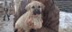 Anatolian Shepherd Puppies for sale in St Maries, ID 83861, USA. price: $375