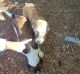 Anatolian Shepherd Puppies for sale in 771 Hillje Rd, Kingsbury, TX 78638, USA. price: $200