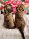 Anatolian Shepherd Puppies for sale in Burnsville, NC 28714, USA. price: $800