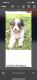 Anatolian Shepherd Puppies for sale in St. Augustine, FL, USA. price: $2,700