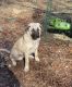 Anatolian Shepherd Puppies for sale in Ledyard, CT, USA. price: NA