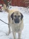 Anatolian Shepherd Puppies for sale in The Dalles, OR 97058, USA. price: $250,000