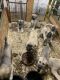 Anatolian Shepherd Puppies for sale in Joshua, TX, USA. price: $450
