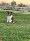 Anatolian Shepherd Puppies for sale in Litchfield Park, AZ, USA. price: $1,500
