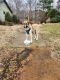 Anatolian Shepherd Puppies for sale in Leicester, NC 28748, USA. price: NA