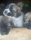 Anatolian Shepherd Puppies for sale in Union, SC 29379, USA. price: $550