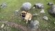 Anatolian Shepherd Puppies for sale in Penn Valley, CA 95946, USA. price: $1